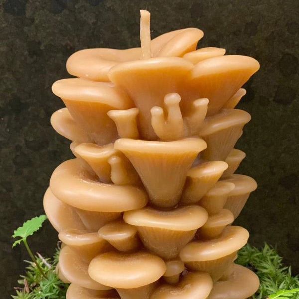 Oyster Mushroom Candle